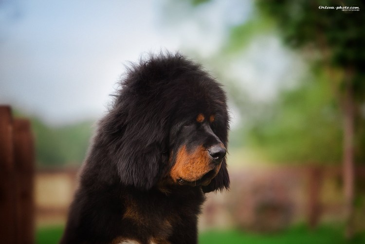 Мастиф черный