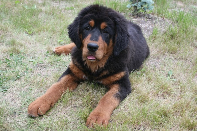 Английский мастиф и ротвейлер