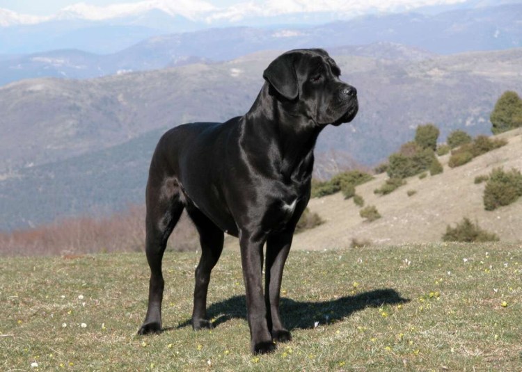 Кане Корсо неаполитано