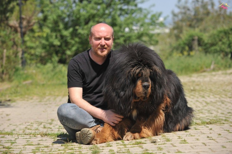 Тибетский мастиф