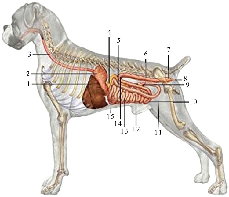 Анатомия брюшной полости собаки