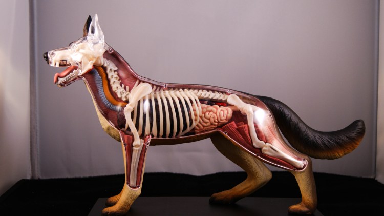 Иерусалимский анатомия собаки