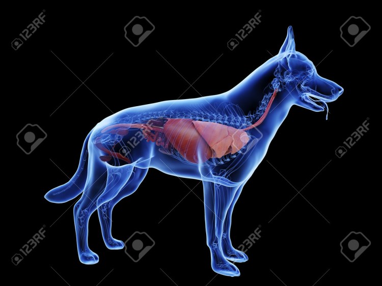 Муляж внутренних органов собаки