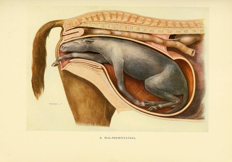 Анатомия репродуктивной системы лошади