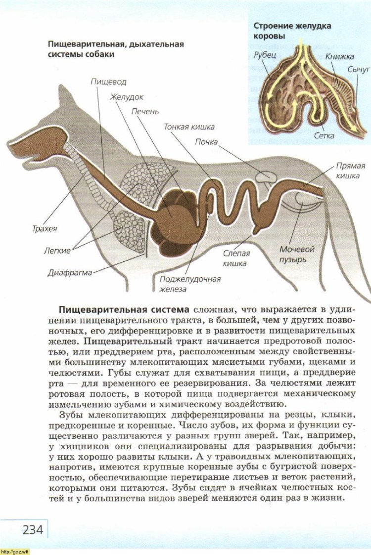 Строение пищеварительной системы собаки