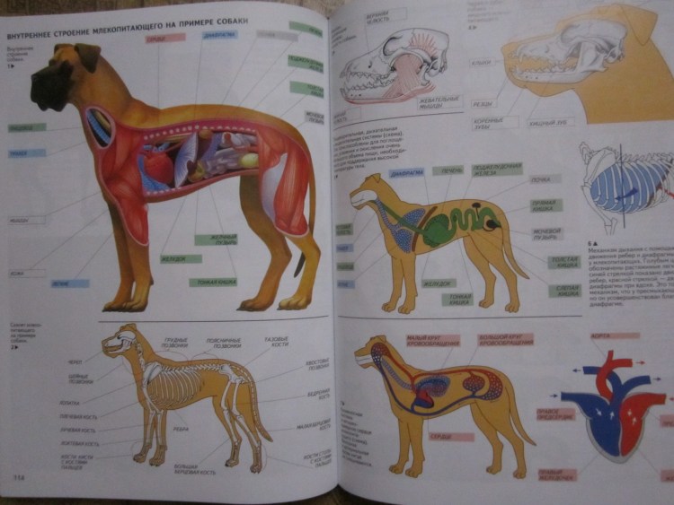 Внутреннее строение млекопитающих