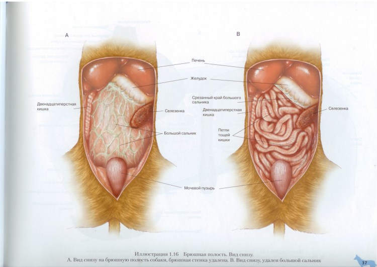 Строение брюшной стенки собаки