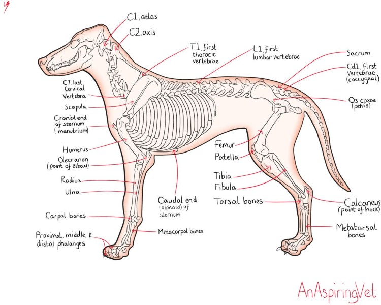 Анатомия собаки Ветеринария скелет