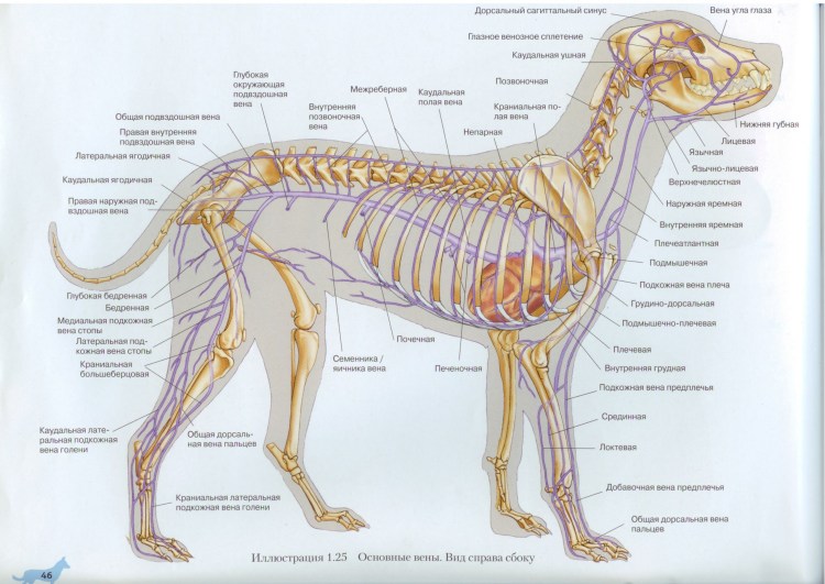 Кровеносная система собаки анатомия