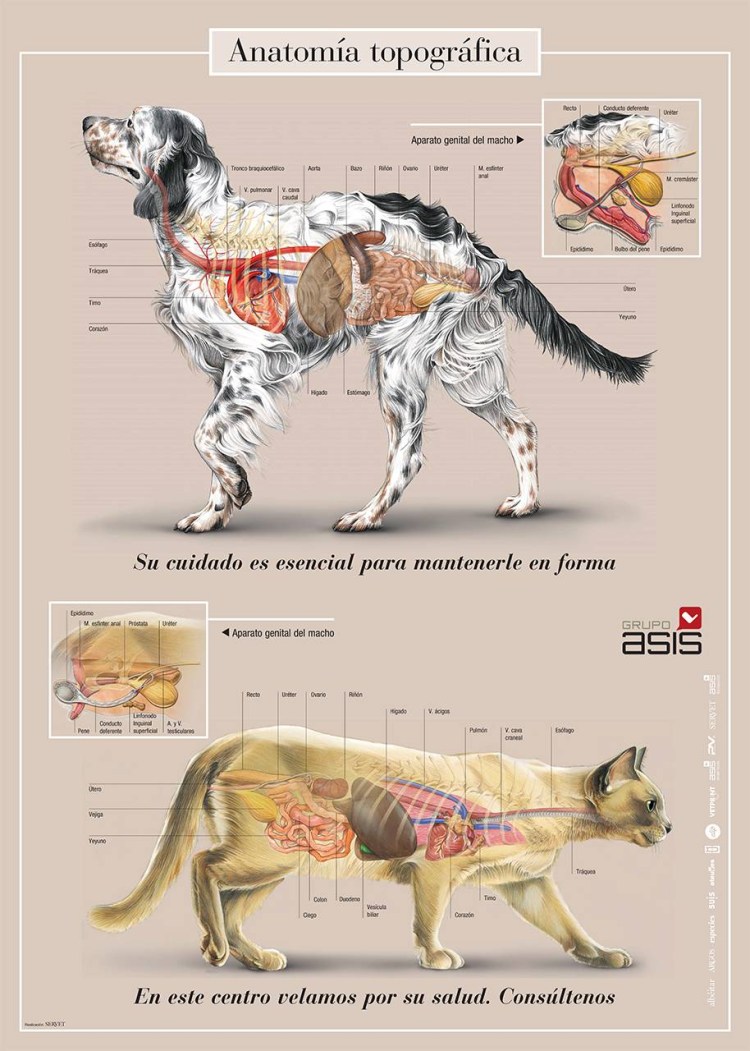 Система пищеварения собаки схема