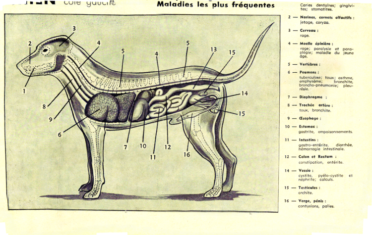 Органы собаки схема