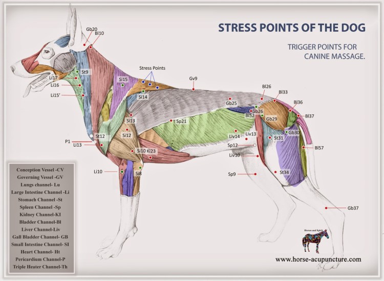 Акупунктурные точки кошек