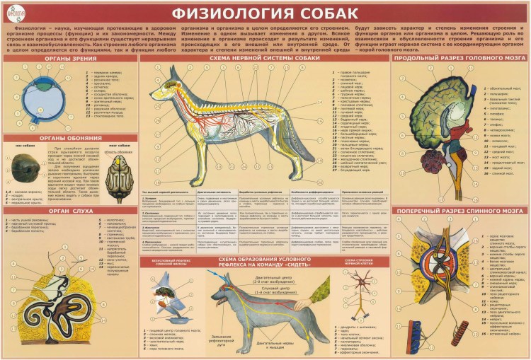 Анатомия и физиология собаки