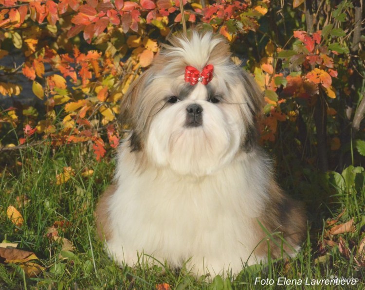 Ши-тцу с китайским императором