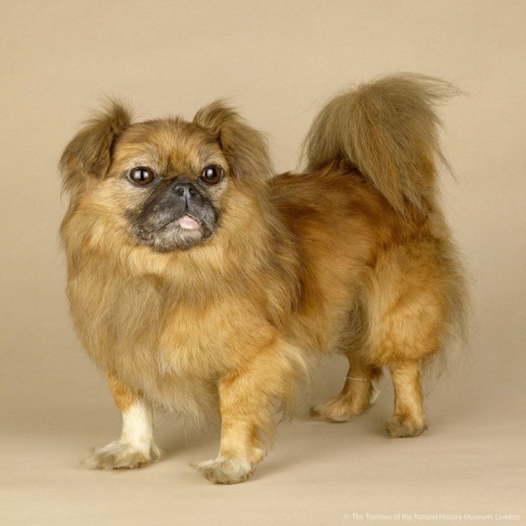 Мопс Император