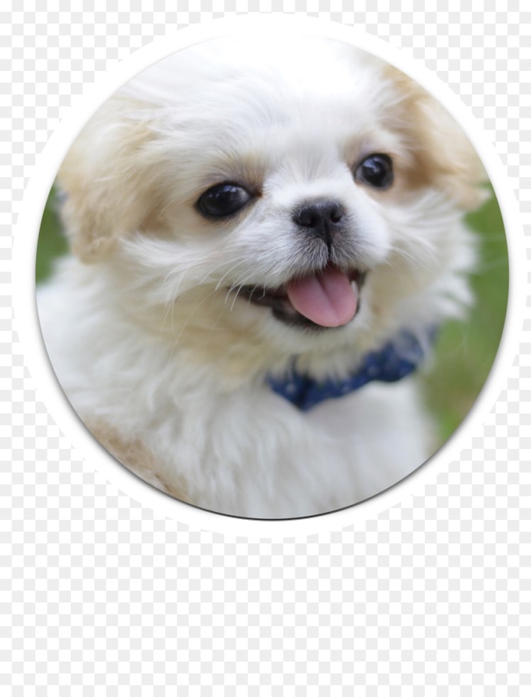 Собака Пекинес