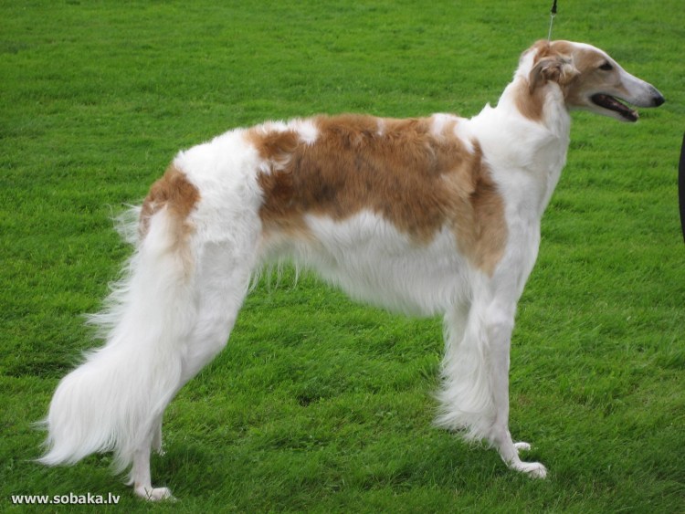 Художник Чарльз Ландсир