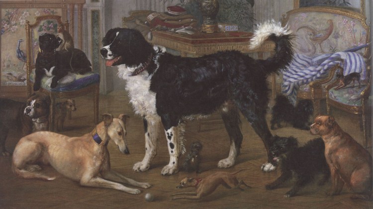 Королевский Пекинес