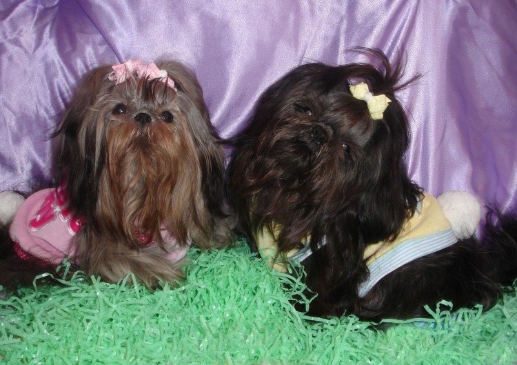 Императорский Пекинес