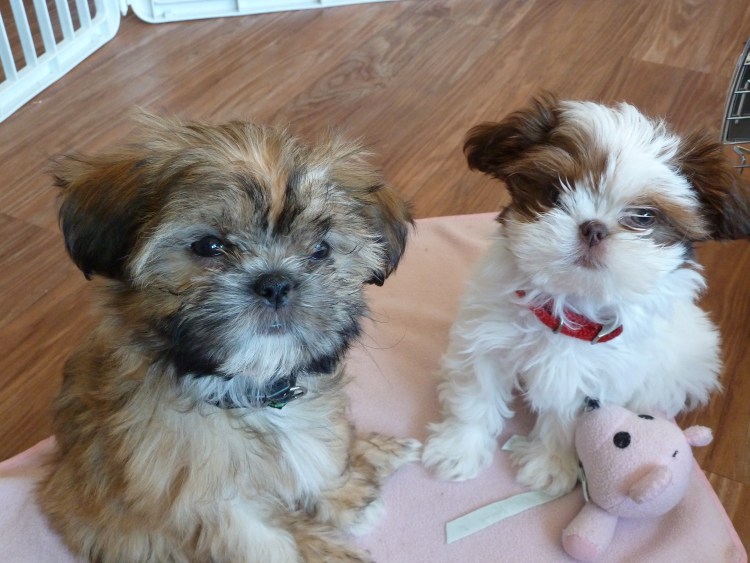 Порода собак Императорская китайская