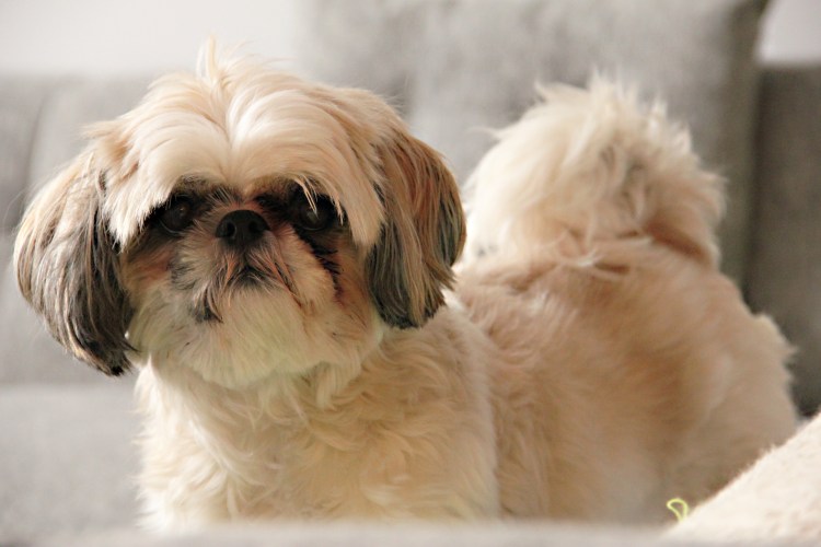 Порода Пекинес