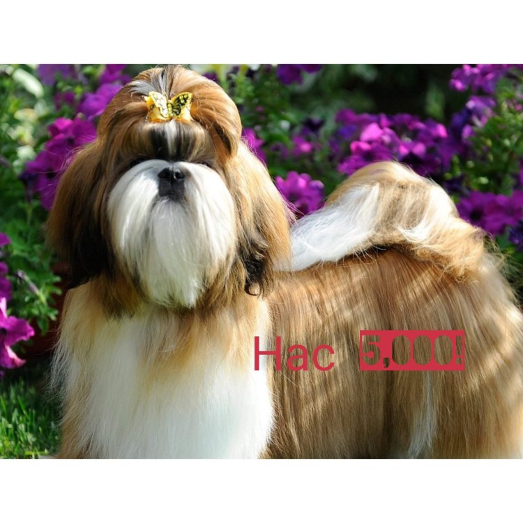 Русская псовая борзая Аристократ