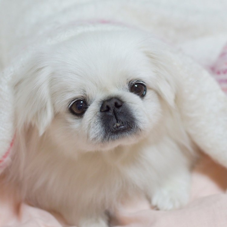 Императорский Пекинес