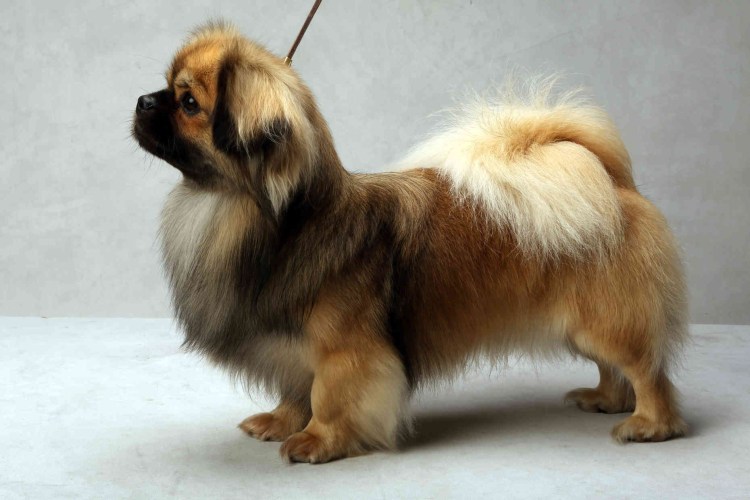 Королевский Мопс