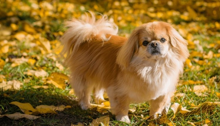 Портреты королевских собак