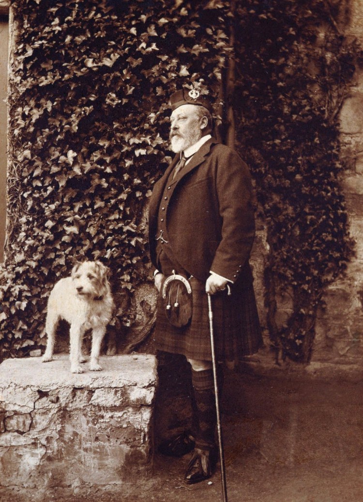 Порода собак Долли