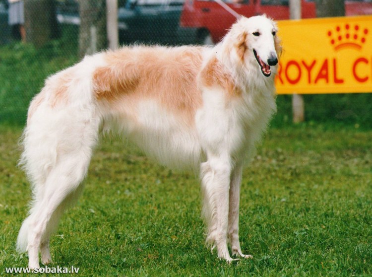 Порода собак Пекинес