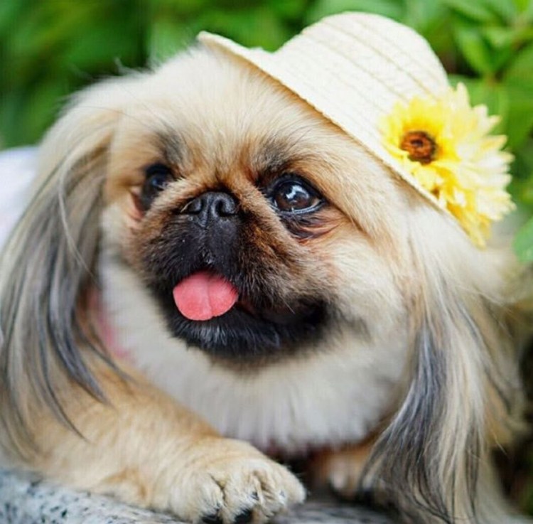 Собачка китайского императора