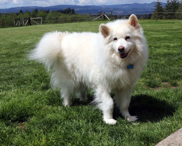 Королевский карликовый Пекинес