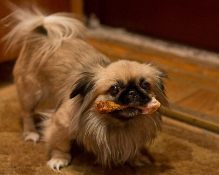 Порода Афганская борзая