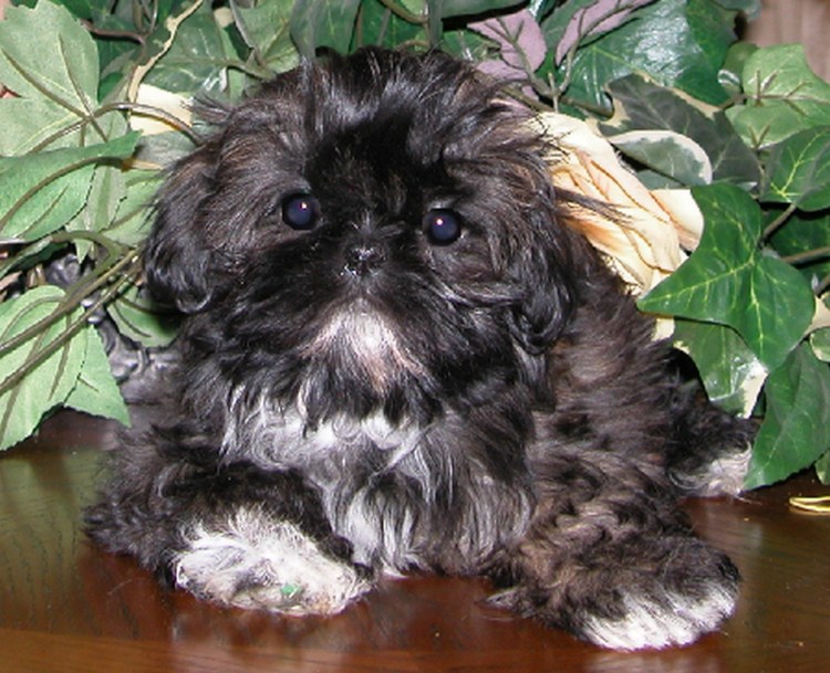 Порода собак ши-тцу