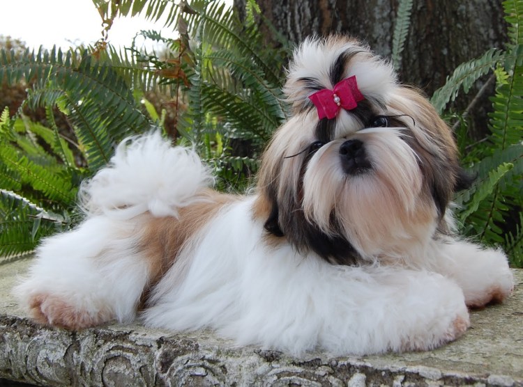 Ши тцу с длинной шерстью