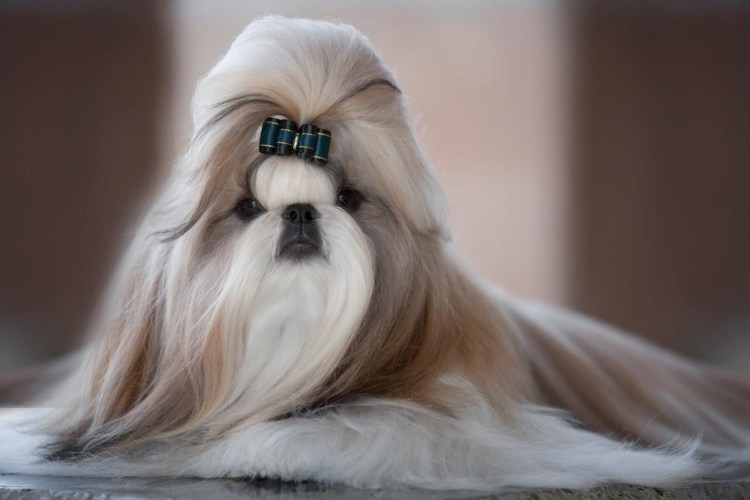 Король Эдуард собака Цезарь