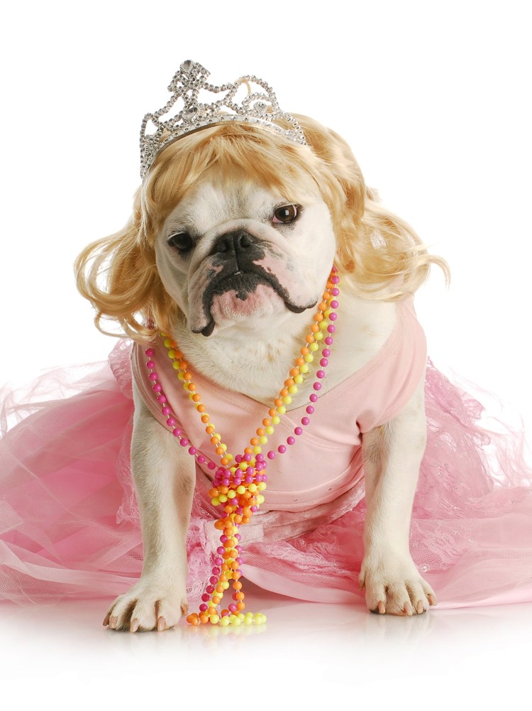 Вельш корги пемброк Королева Англии