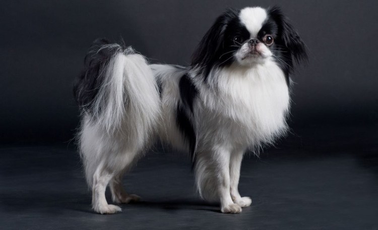 Порода собак Пекинес