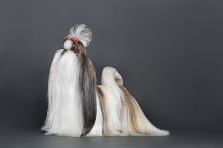 Карликовый Пекинес