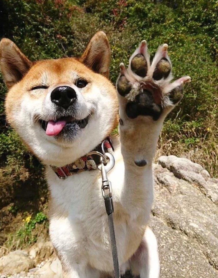 Императорский Пекинес