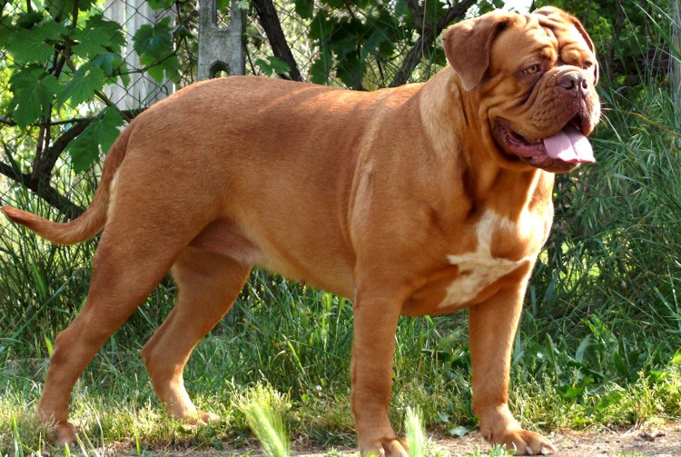 Мастиф Бордосский дог