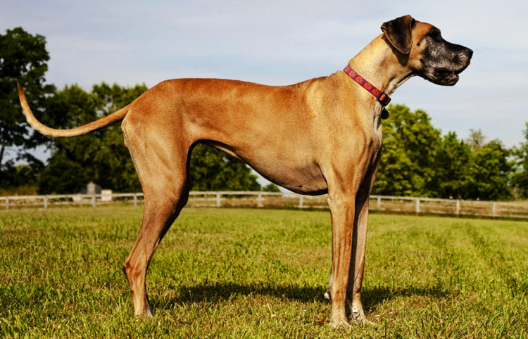 Дог порода собак