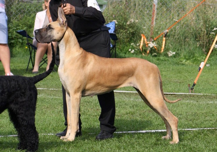 Немецкий дог длинношерстный