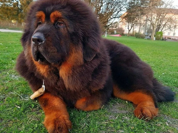 Тибетский мастиф