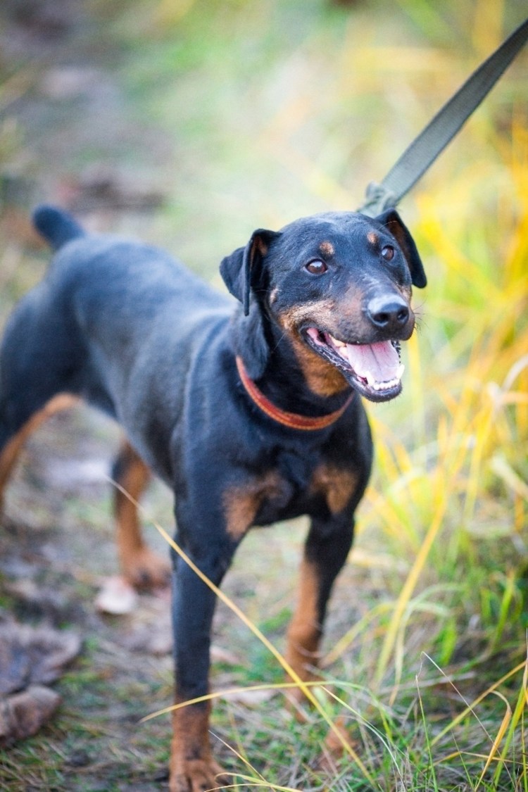 Ягдтерьер гладкошерстный