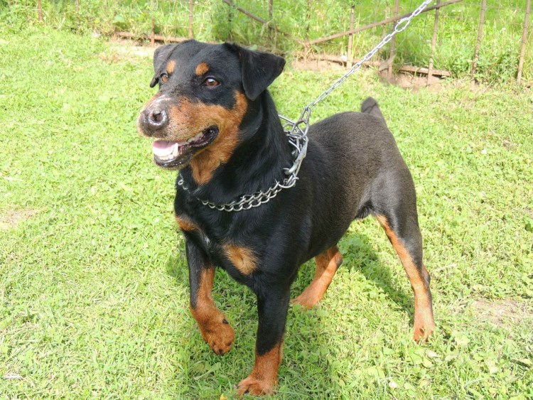 Ягдтерьер гладкошерстный