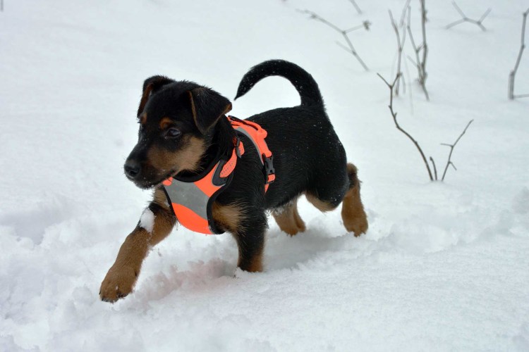 Герман Хантинг терьер