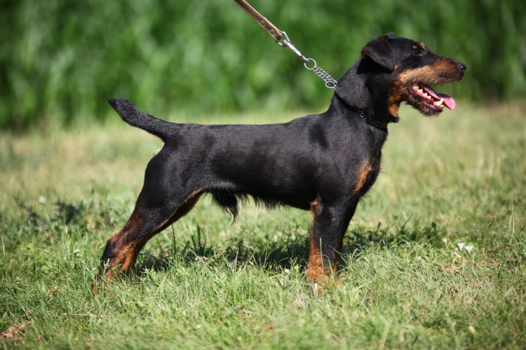 Ягдтерьер гладкошерстный