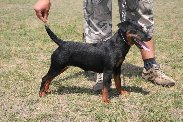 Ягдтерьер гладкошерстный